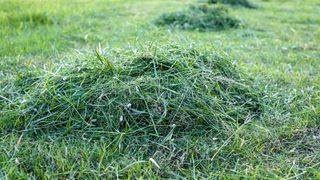 A pile of grass clippings on a lawn