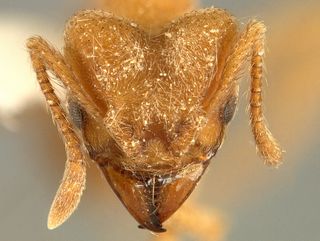 The newly described Radiohead ant from Venezuela boasts a crystalline covering of fine white hairs.