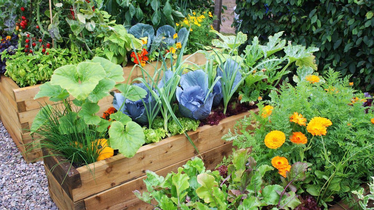 Vibrant vegetable garden in raised wooden beds