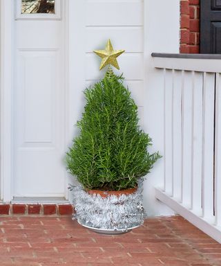 Rosemary porch pot with gold star on top