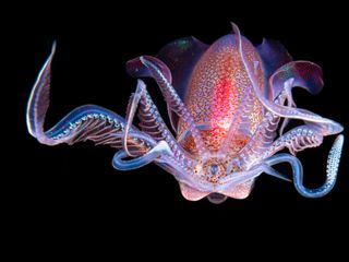 The winning image in the ‘Aquatic Bugs’ category. A diamond squid, shot in Siladen, Indonesia during a blackwater dive. Blackwater dives are at night in the open ocean, usually over deep waters. After sunset, pelagic predators like the diamond squid come close to the surface to hunt.