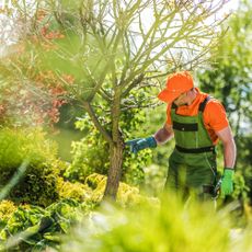 Gardener in overalls and hat checks tree health in the spring