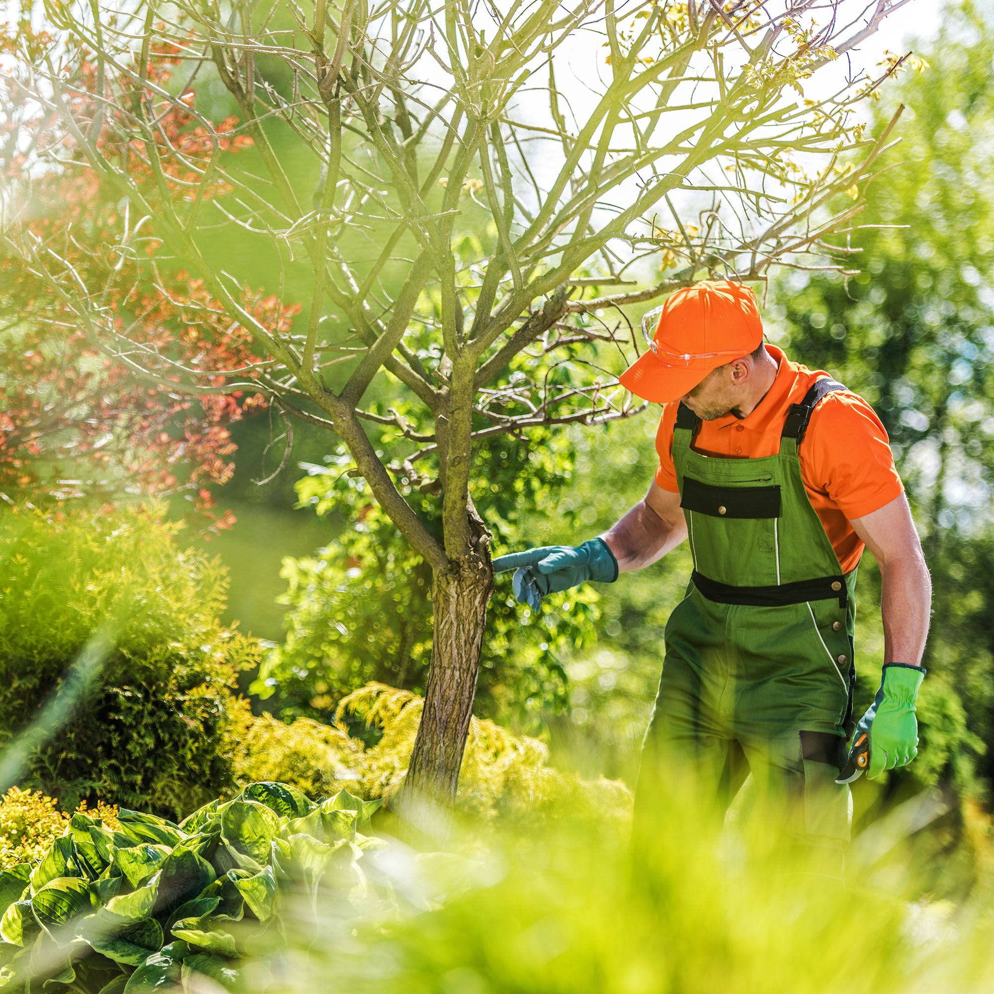 Gardener in overalls and hat checks tree health in the spring