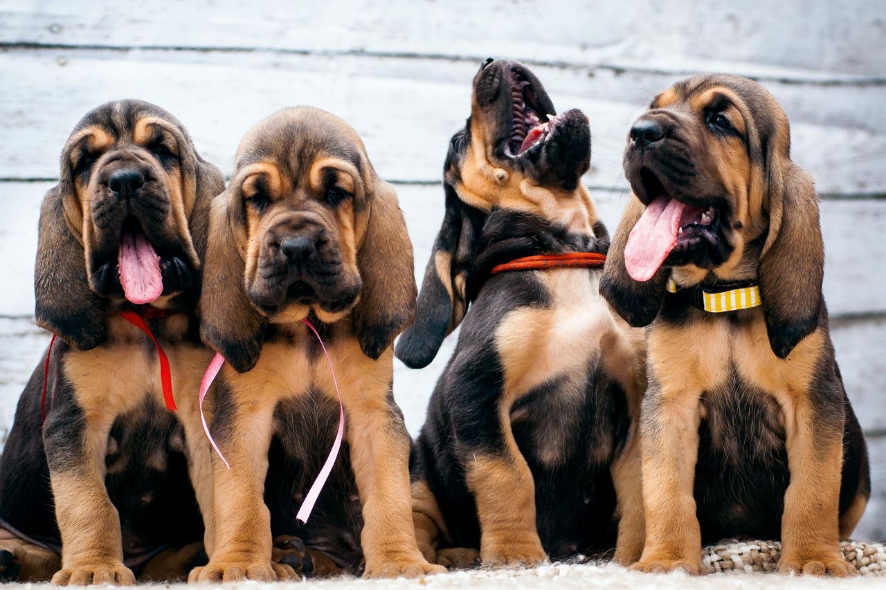 Bloodhounds make beautiful puppies.