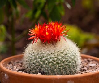 Scarlet Ball Cactus, Parodia haselbergii, Best flowering cactus