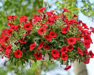 Red petunias in hanging bakset