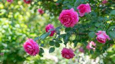 how to prune roses: pink roses