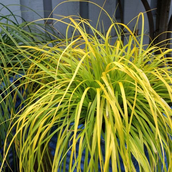 Evercolor&amp;reg; Everillo Sedge Grass