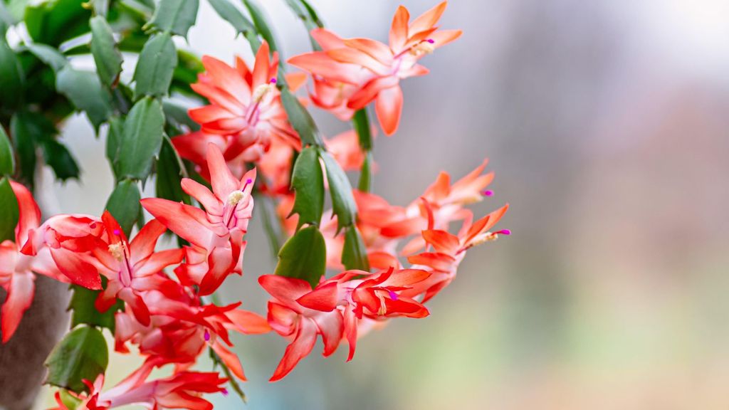 Are Christmas cactus poisonous to cats and dogs?