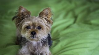 Yorkshire terrier