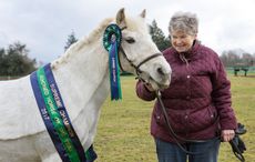 rehomed pony pub