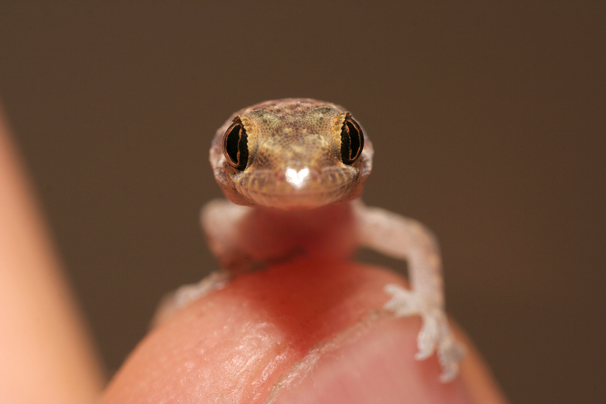 gecko