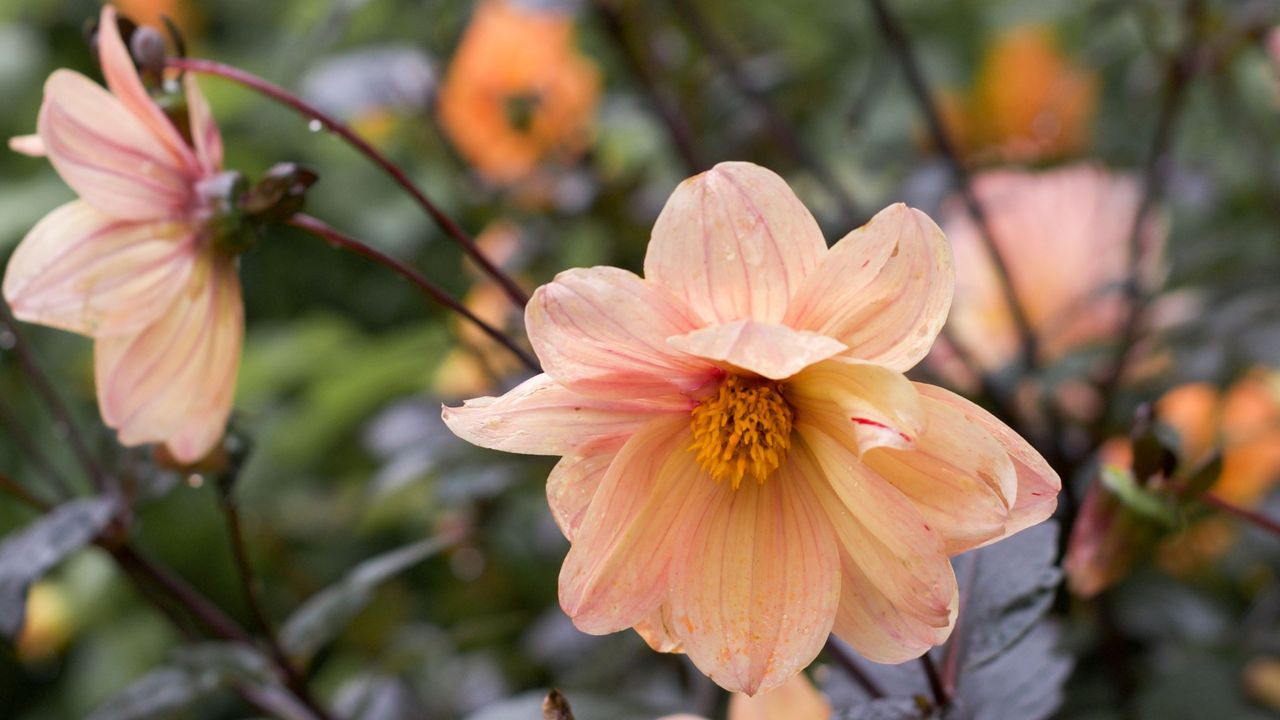 Pale orange dahlia flowers growing in autumn garden