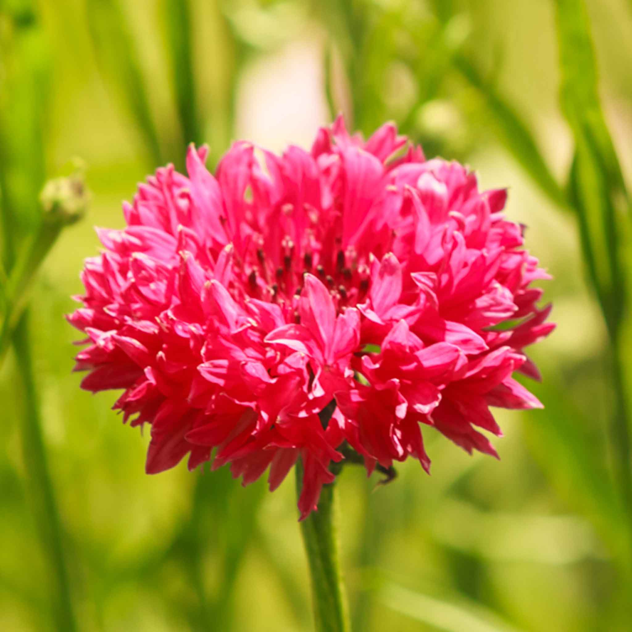 Cornflower / Bachelor Button Seeds - Tall Red
