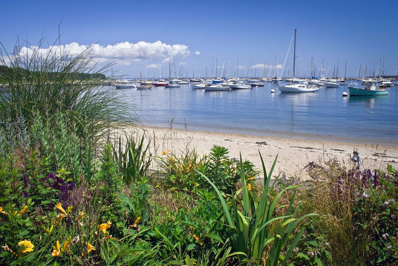 Plants And Flowers Along A Beach Front