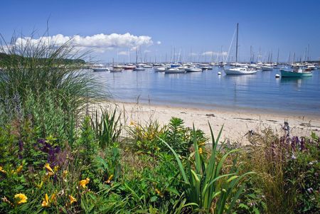 Plants And Flowers Along A Beach Front