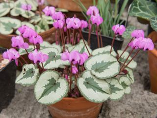 cyclamen in terracotta pot flowering in greenhouse