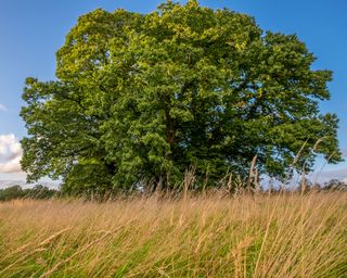 Identifying-british-trees-Sweet-Chestnut-The-Woodland-Trust