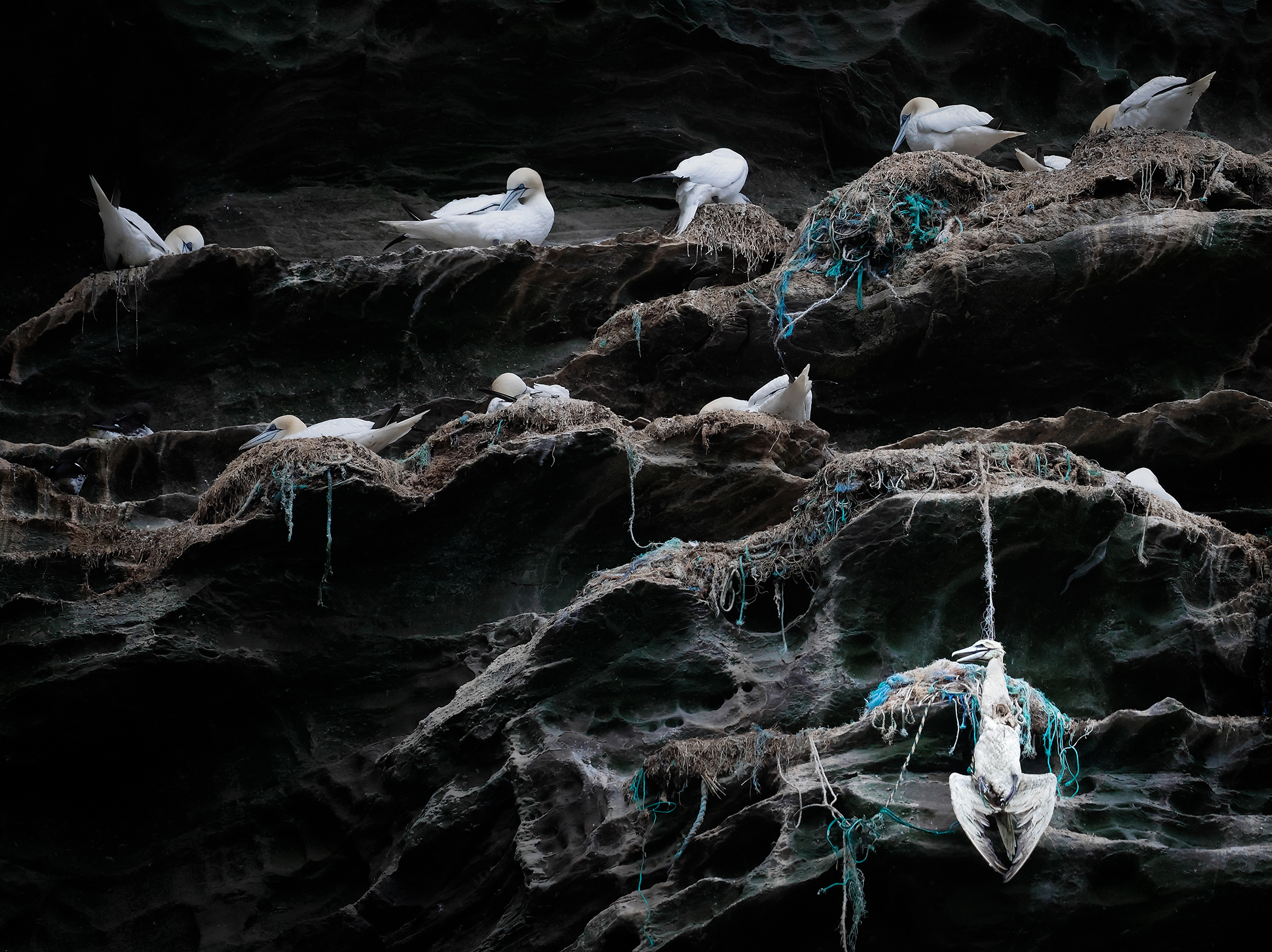 White seabirds nesting on rocky ledges with tangled fishing nets, one bird trapped and hanging on the cliffside
