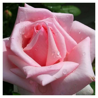 A close-up of a pink rose