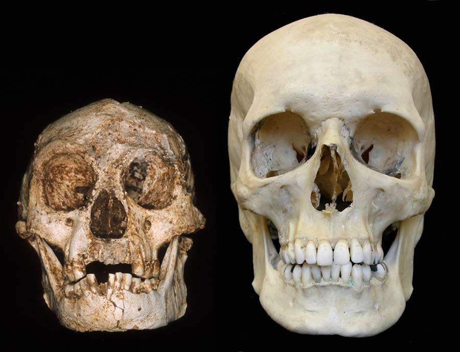 skull of a hobbit and modern human