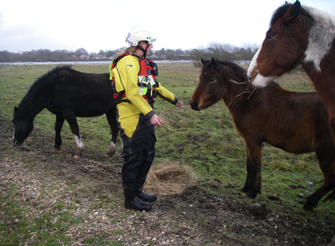 Christchurch Horses 70114