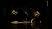 Black vulture with outstretched wings perched on a crocodile floating in dark, reflective water