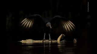 Black vulture with outstretched wings perched on a crocodile floating in dark, reflective water