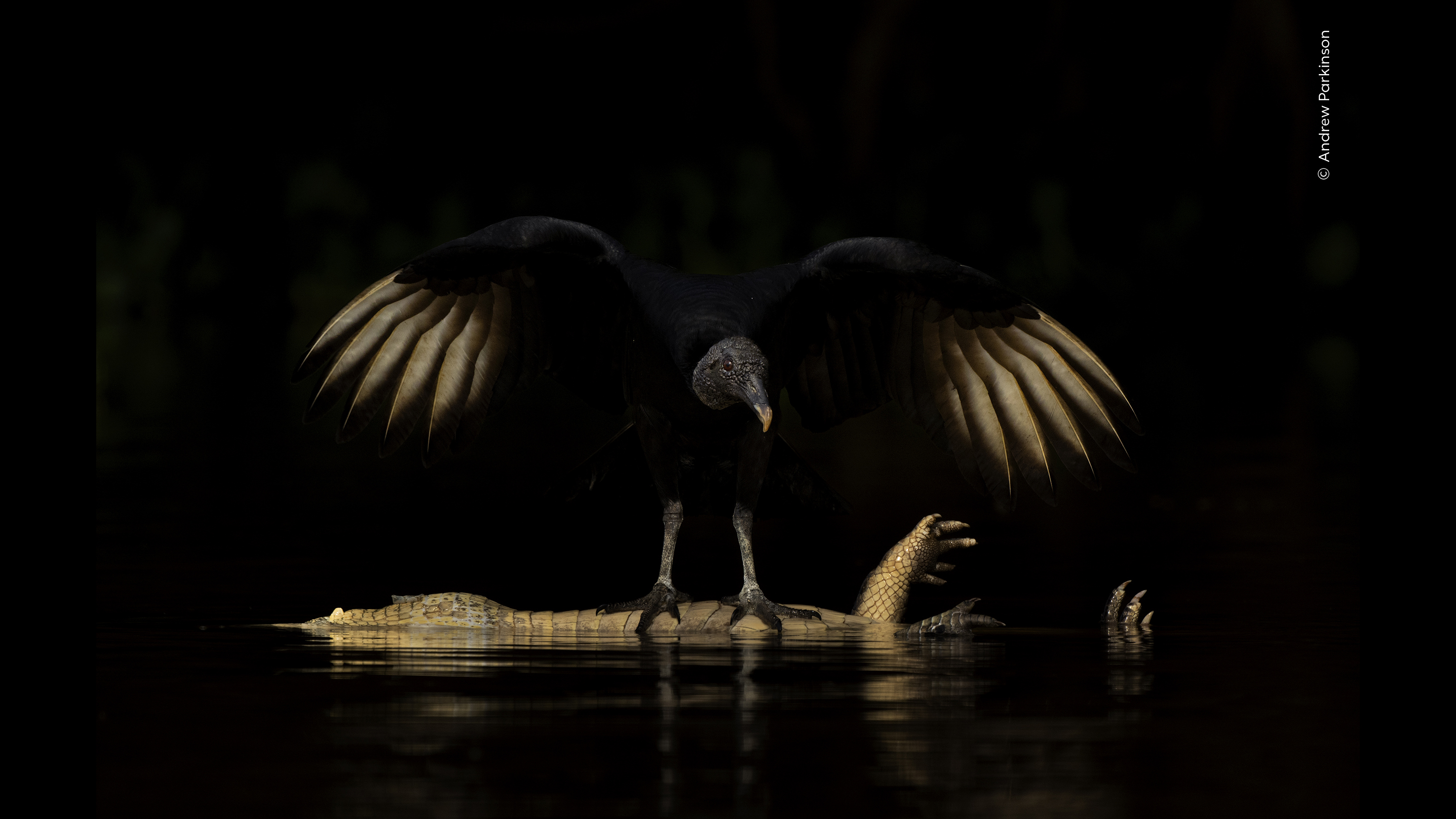 Black vulture with outstretched wings perched on a crocodile floating in dark, reflective water