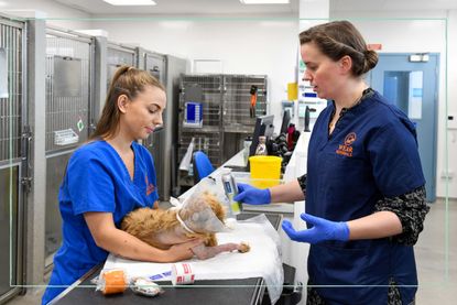 24/7 Pet Hospital nurses with pet in surgery
