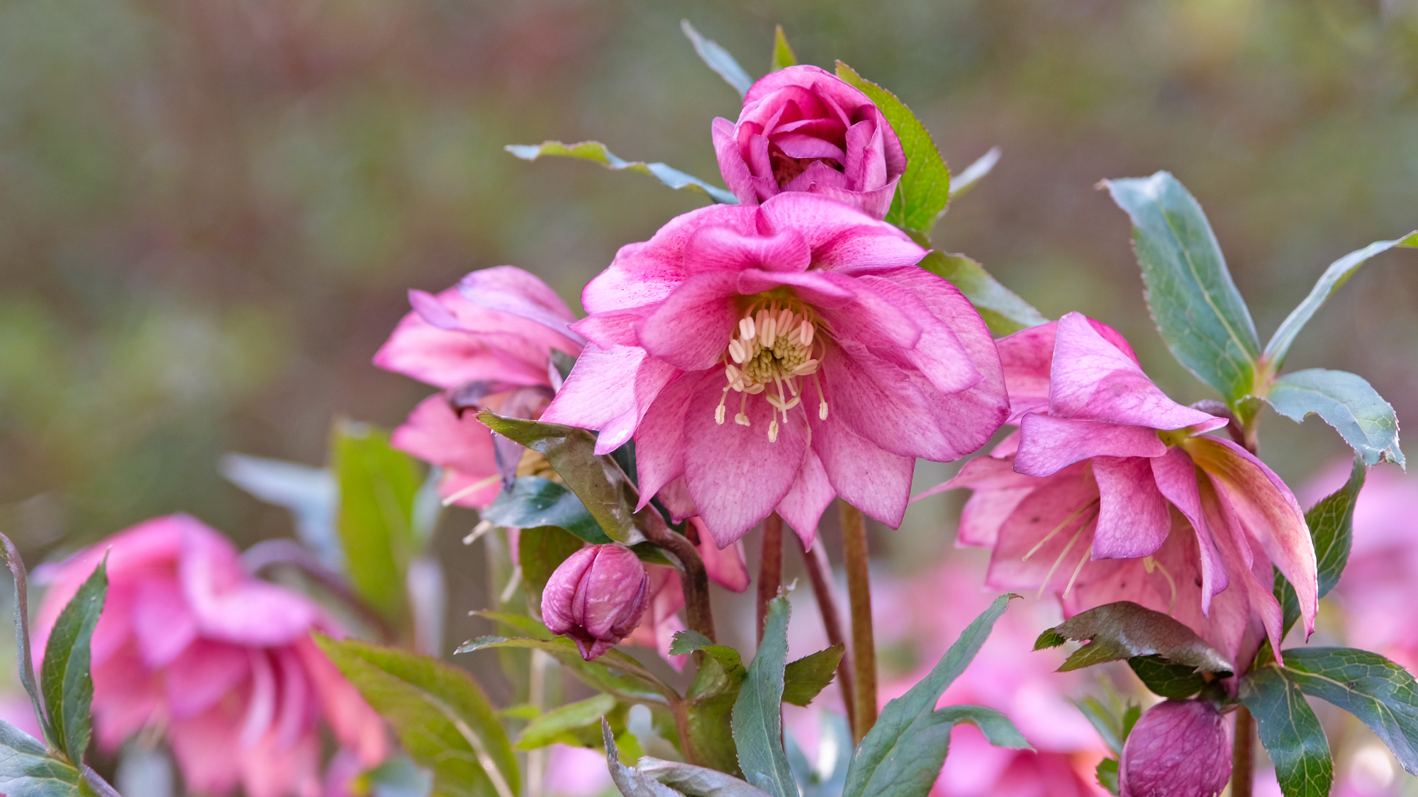 hellebore blooms