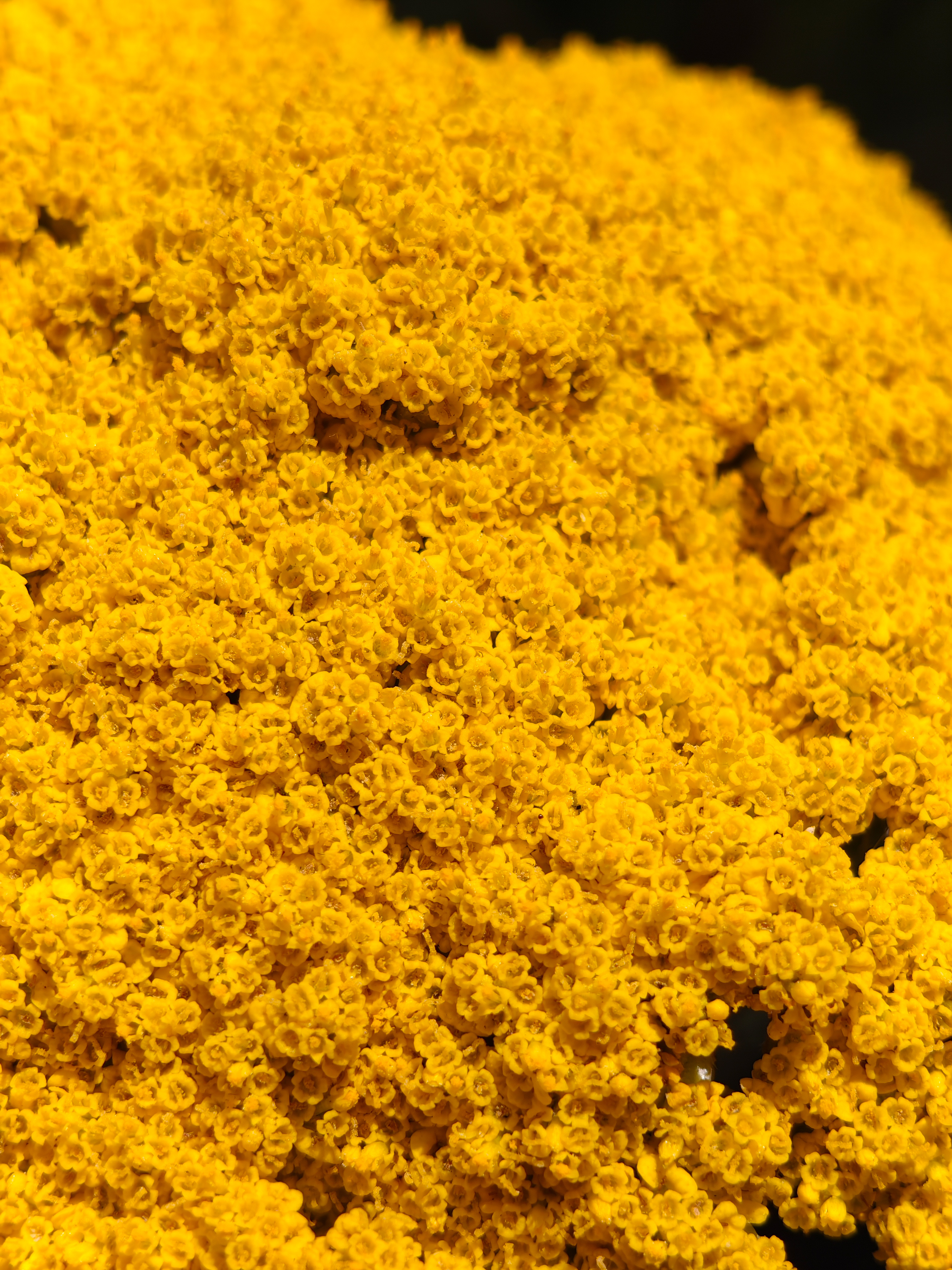 Close-up of tiny yellow flowers
