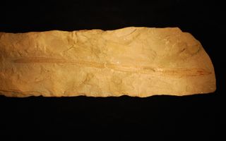 Tethymyxine tapirostrum is a 100-million-year-old, 12-inch-long fish embedded in a slab of Cretaceous period limestone from Lebanon, and is believed to be the first detailed fossil of a hagfish.