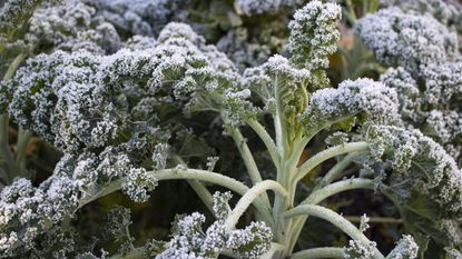 Kale tinged with frost in a winter vegetable garden