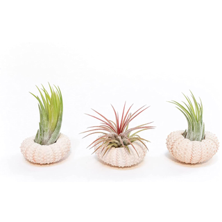 Air Plant Shop 3 Pack Sputnik Urchins with Assorted Air Plants