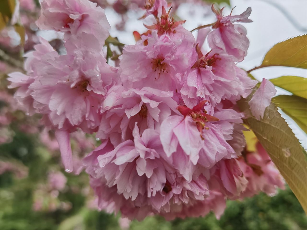 Huawei P40 Pro review