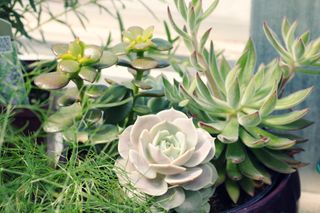 A collection of succulents