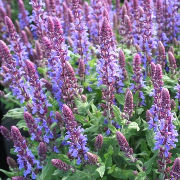 Sensation&amp;reg; Sky Blue Salvia