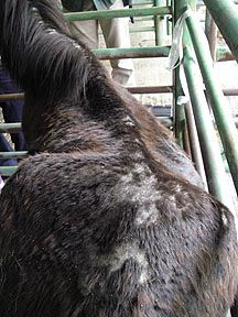 railton-pony.jpeg