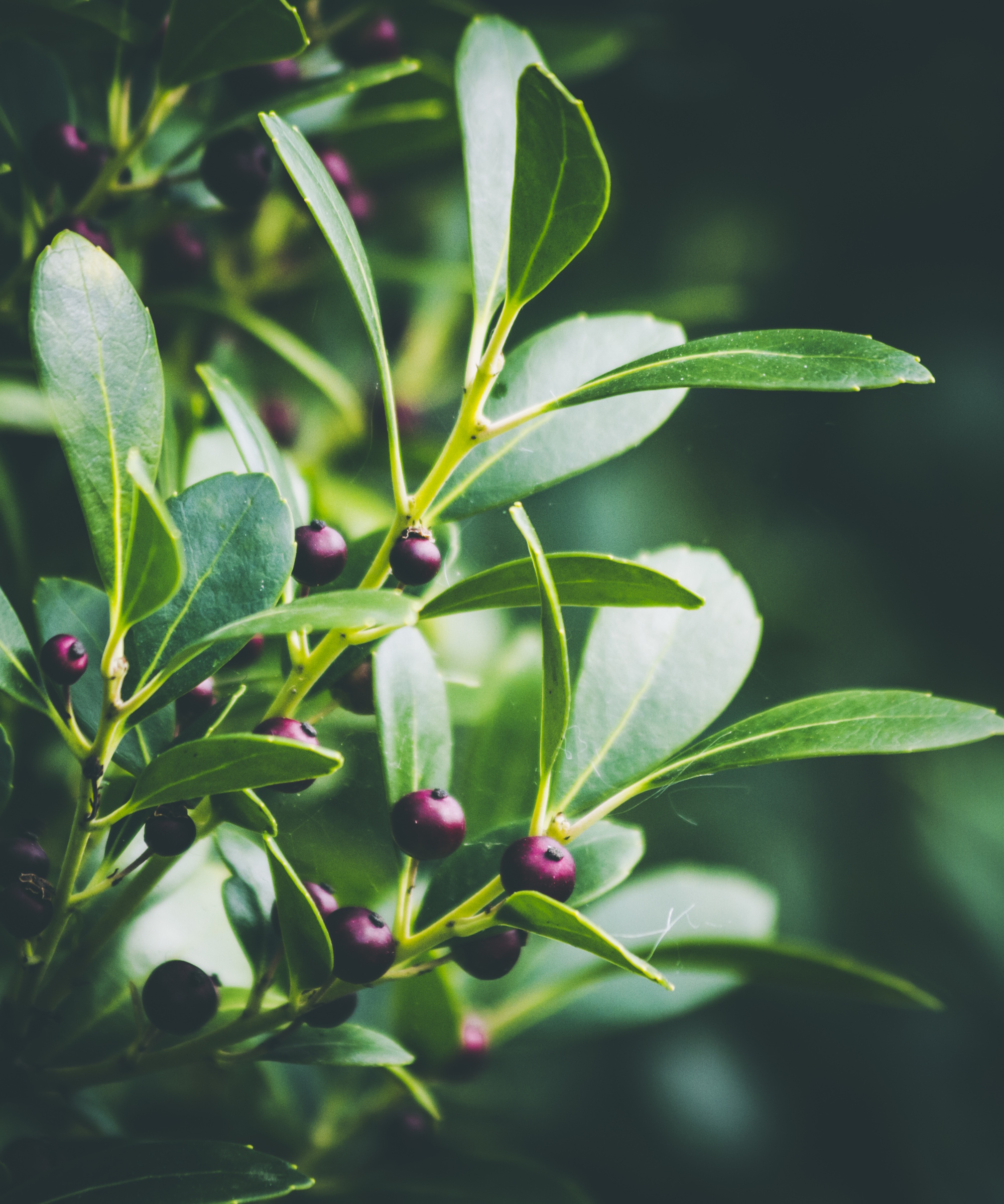 Inkberry holly bush