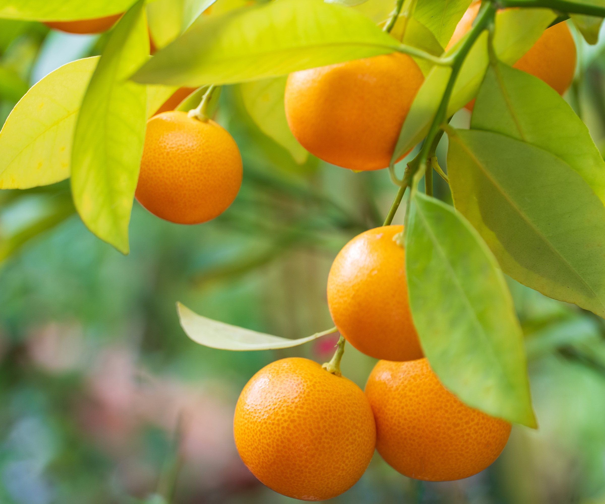 Orange tree foliage