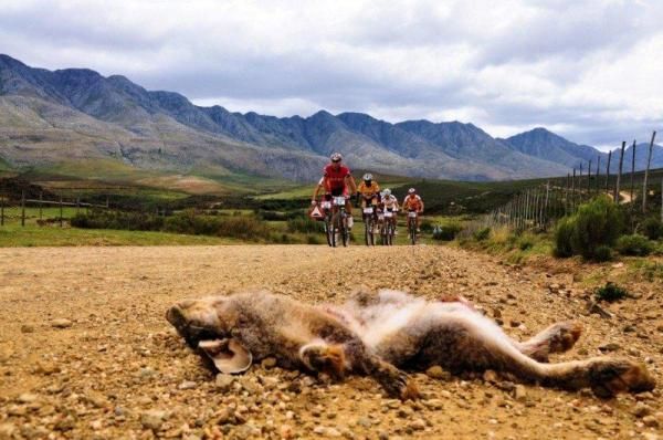 The leaders passed some road kill.