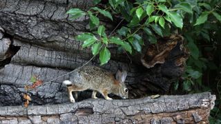 A rabbit investigates a log