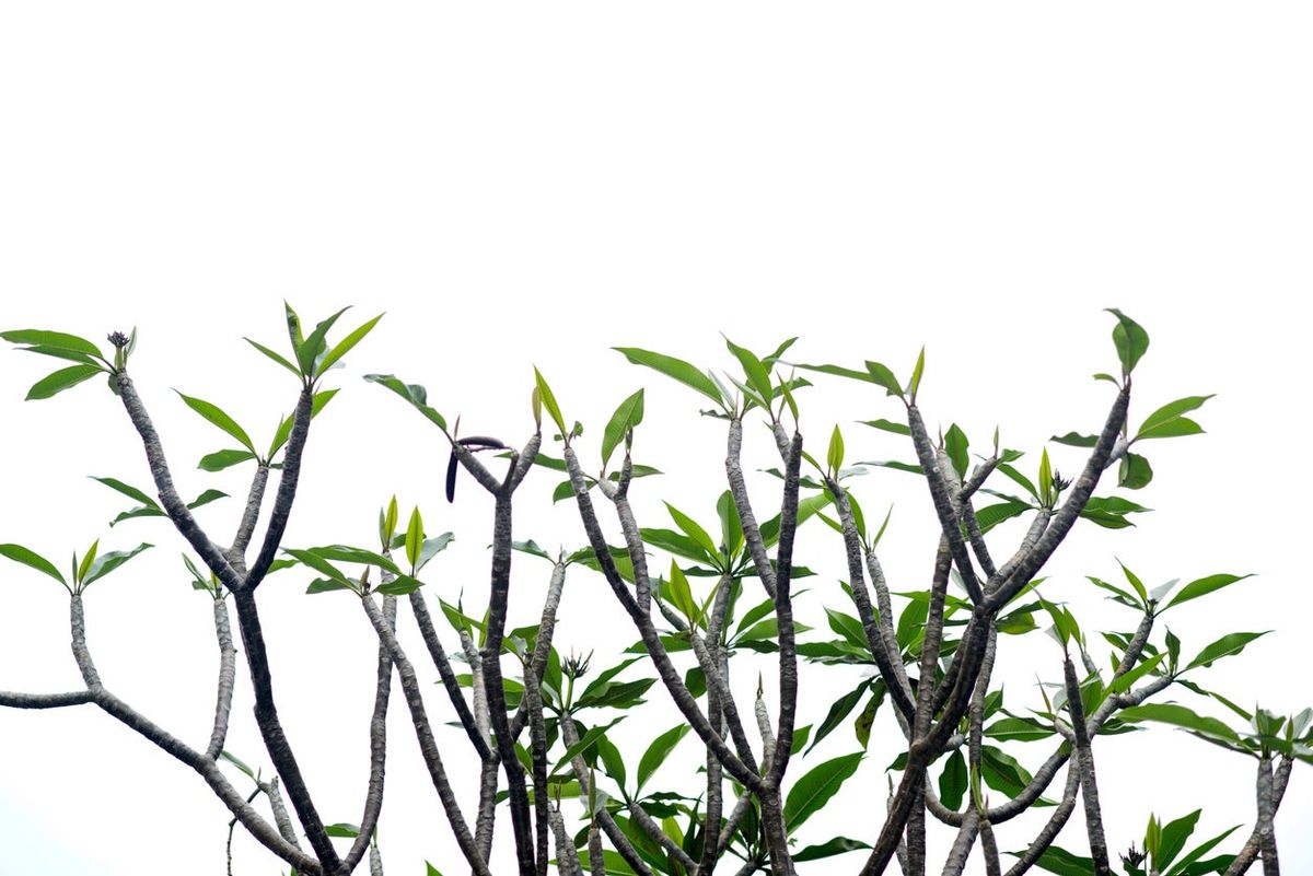 plumeria-pruning-techniques-learn-how-to-get-plumeria-to-branch