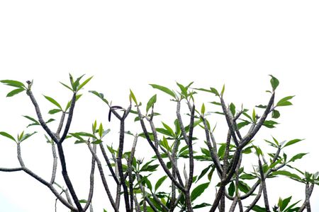 Improving Growth of Plumeria Branch