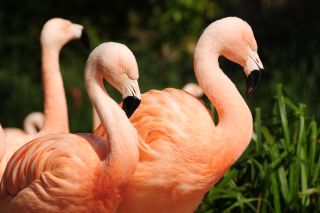 Flamingoes at jersey Zoo