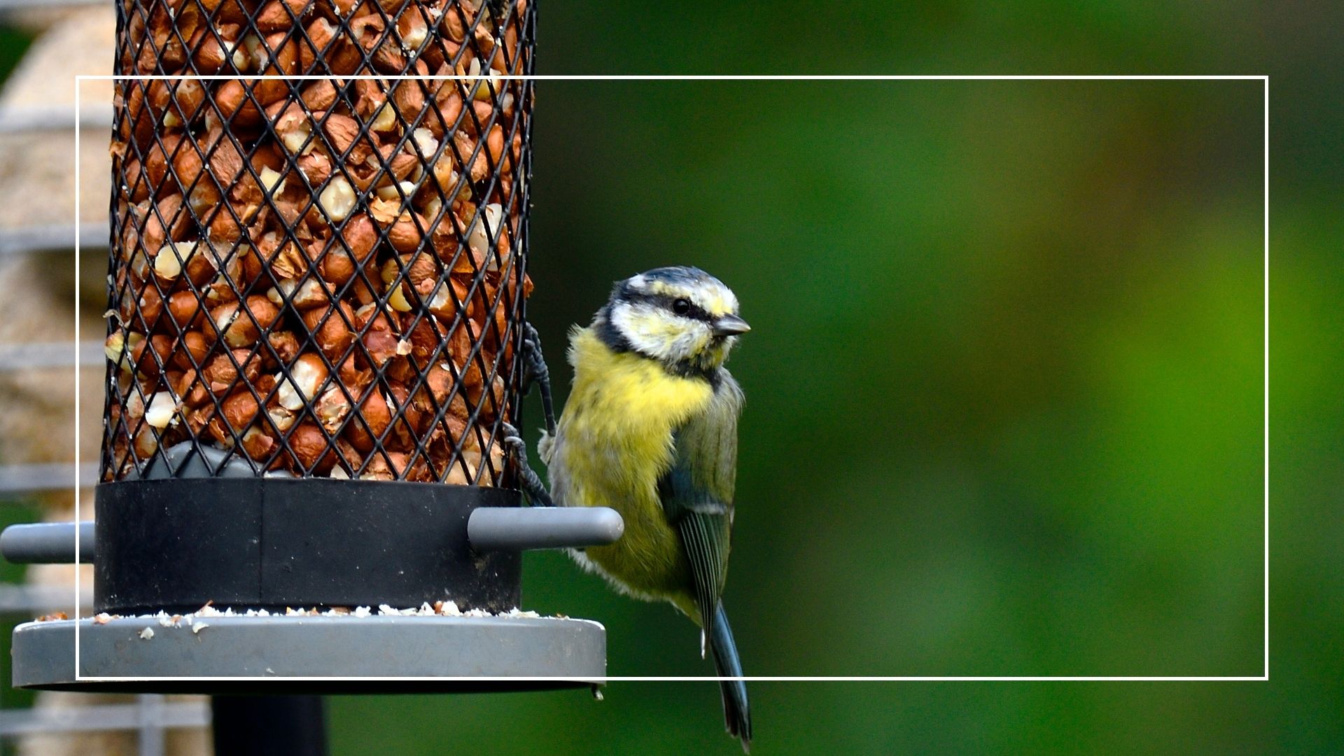 picture of robin on a bird feeder in a garden