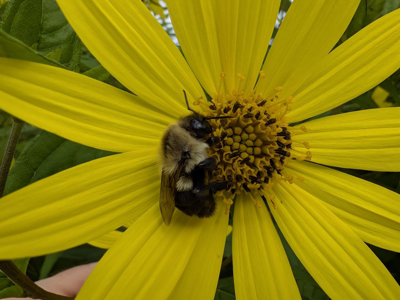 Google Pixel 9 Pro Fold camera image samples