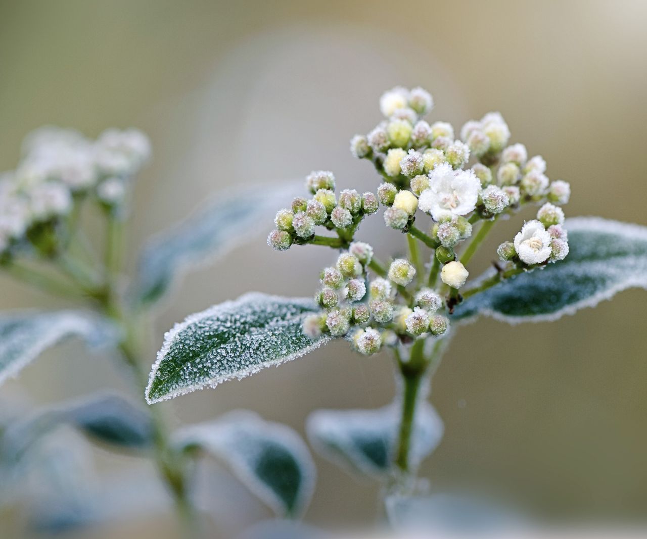 Expert tips for when to prune viburnum Homes & Gardens