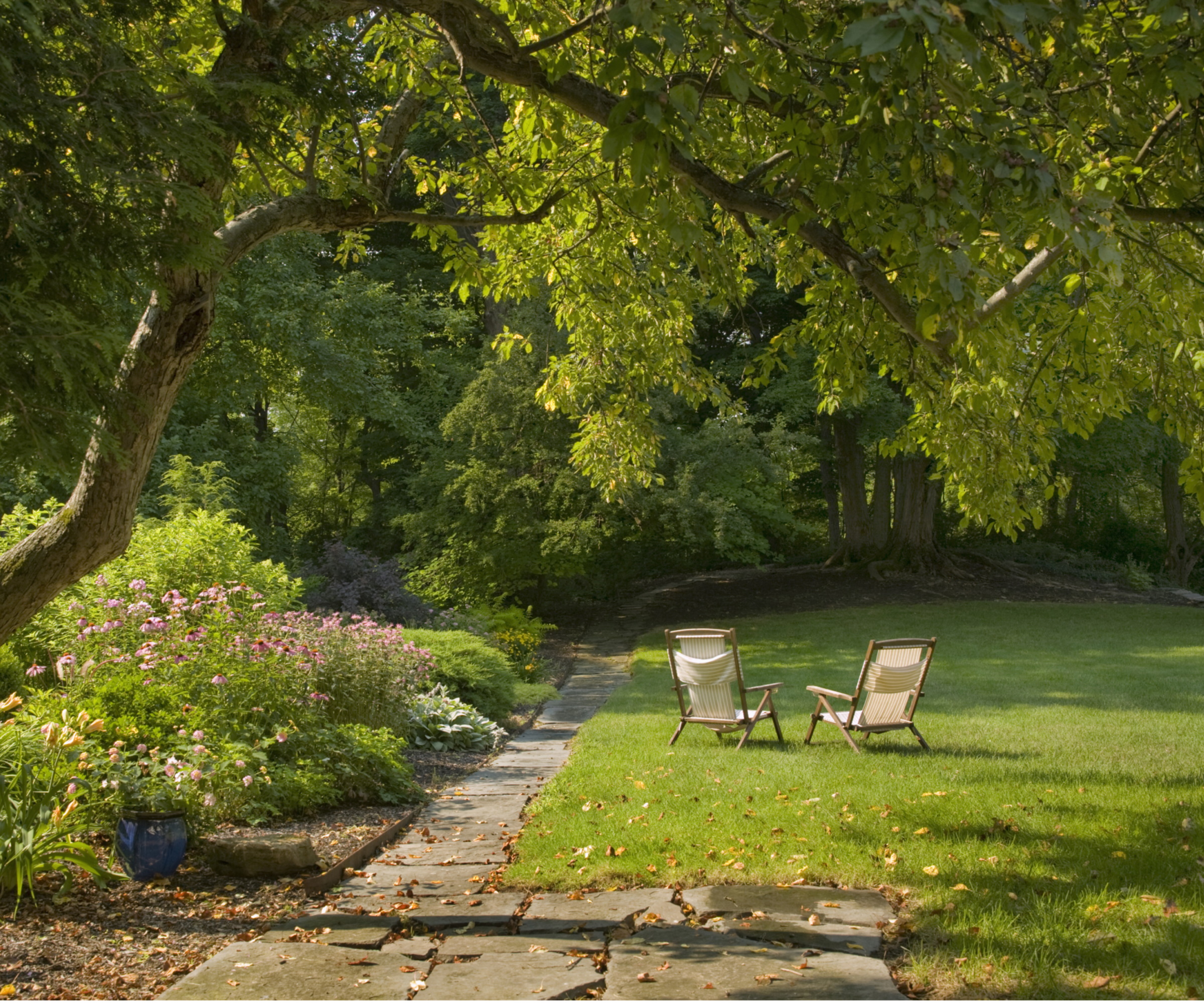Trees in sunny garden